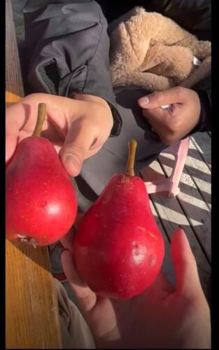 New Zealand Red Pear photo review