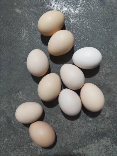 Brown Eggs photo review