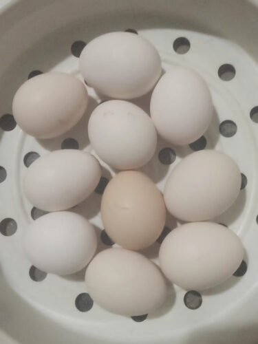 Brown Eggs photo review