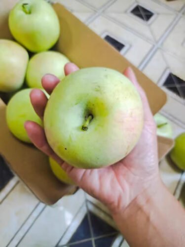 Green Apples photo review